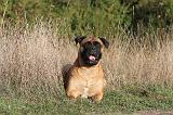 BULLMASTIFF 162